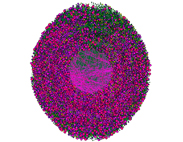 Network Graph -  Peer to Peer File Sharing Network Zoomed In - Pinks