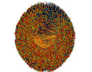 Network Graph -  Peer to Peer File Sharing Network Zoomed In - Reds