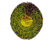 Network Graph -  Peer to Peer File Sharing Network Zoomed In - Yellows
