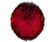 Network Graph -  Peer to Peer File Sharing Network Zoomed Out - Red